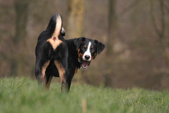 芝生でおしりを向けて振り向く犬