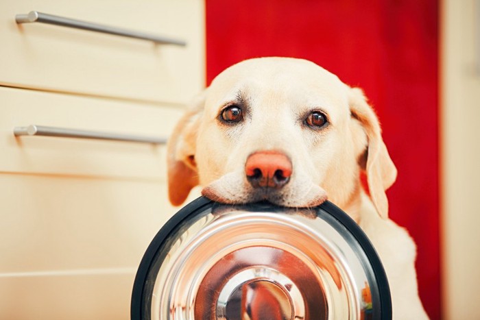 フードボールを銜える犬