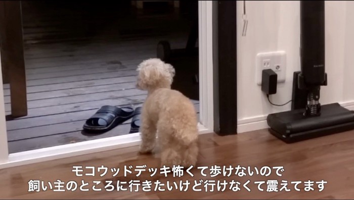 ウッドデッキの向こうにいる飼い主を見つめる犬