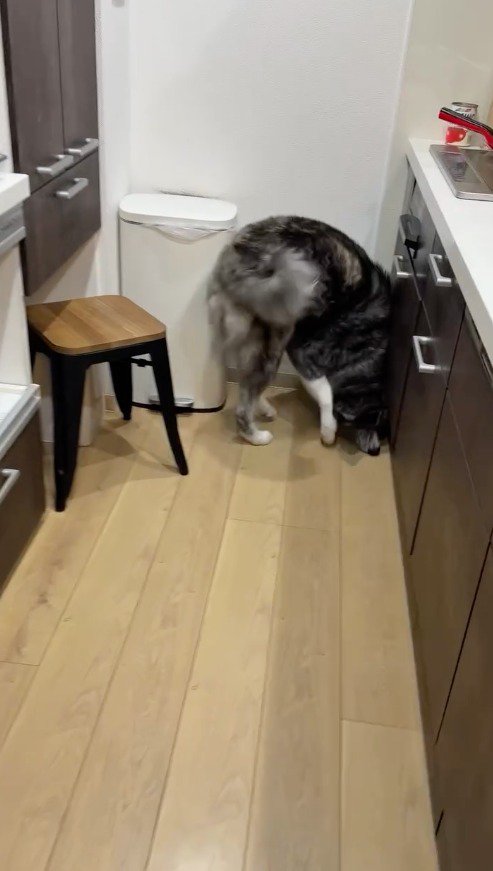 キッチンの奥へ逃げる秋田犬