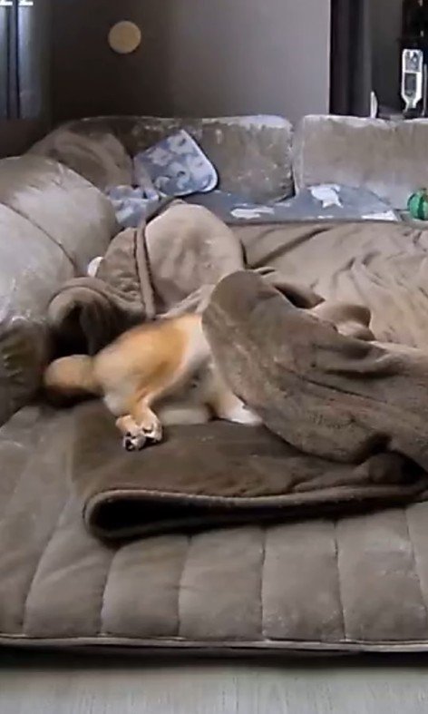 毛布に包まるころ君6