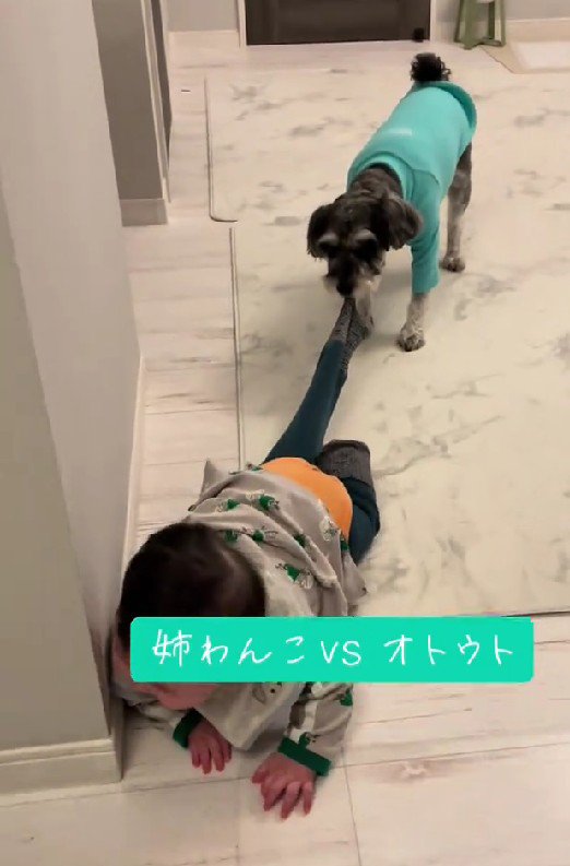 赤ちゃんがキッチンに侵入！