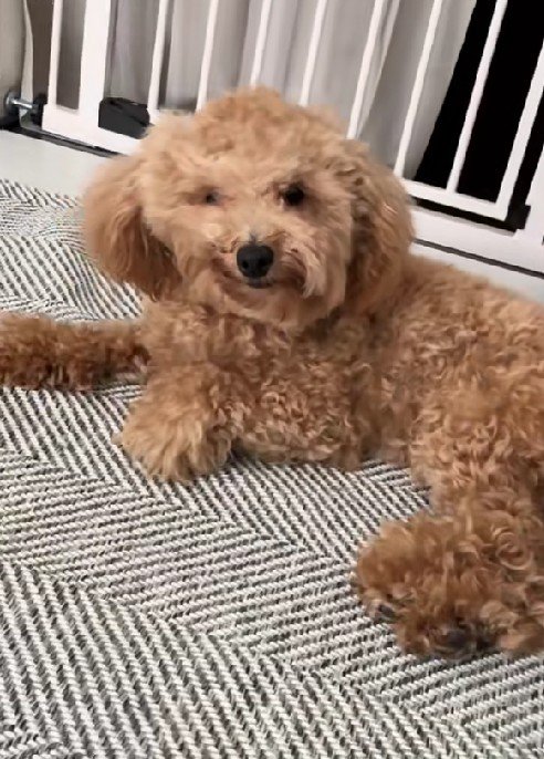 形状記憶！？