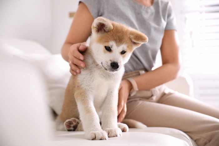 秋田犬の子犬