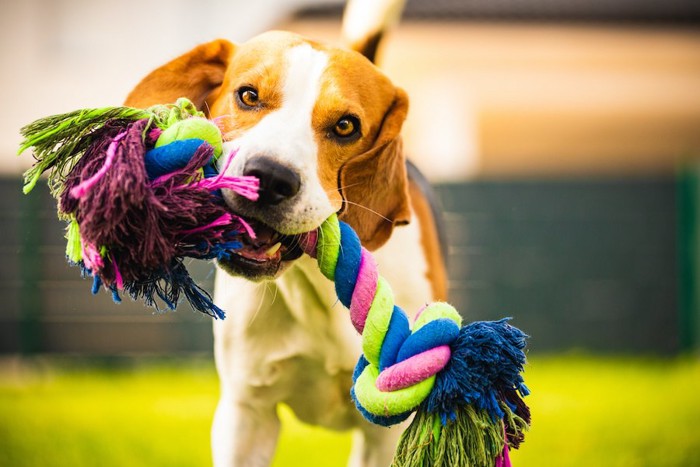 オモチャを咥えて遊ぶ犬