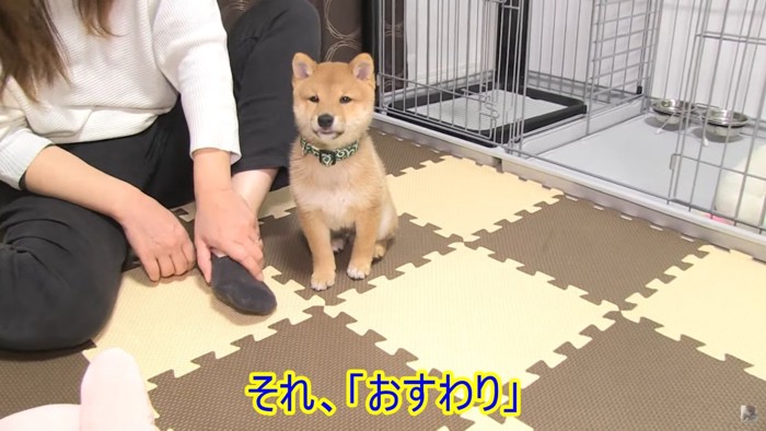 女性の横に座る犬