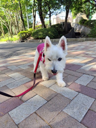 ちーちゃん