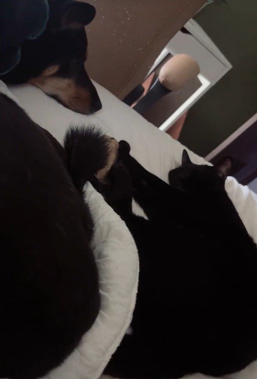 並んで寝ているワンコと黒猫ちゃん