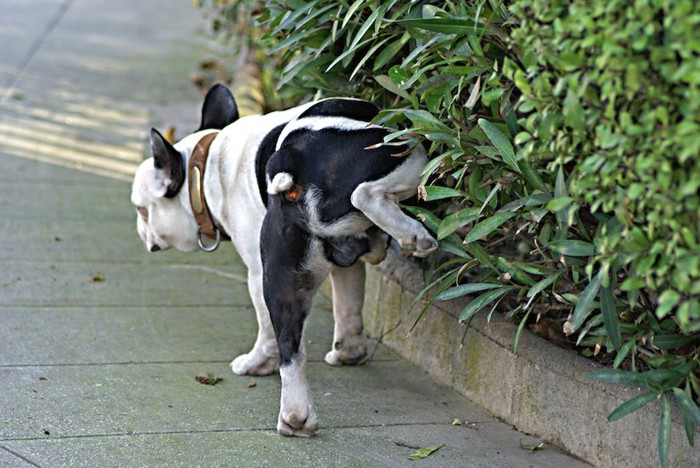 散歩中におしっこをする犬