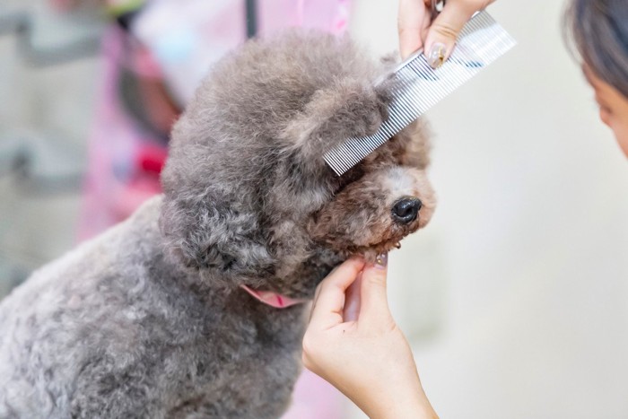 頭にコームをかけられる犬