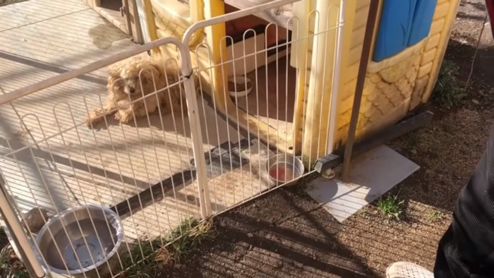 外飼いされるももたくん