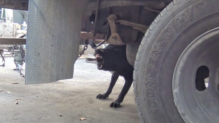 車の陰でうなる犬