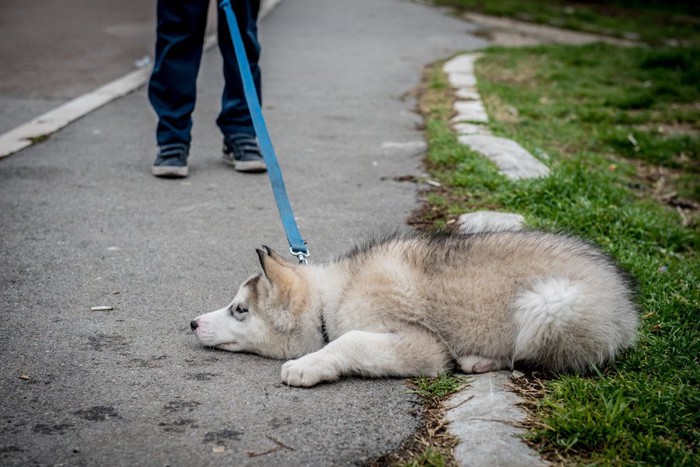 嫌がる犬