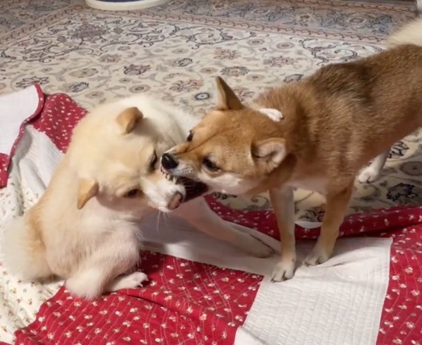 一緒に遊ぶ2匹の柴犬