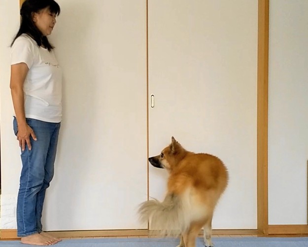 ;スビンで犬がくるりとまわったらすぐにほめる