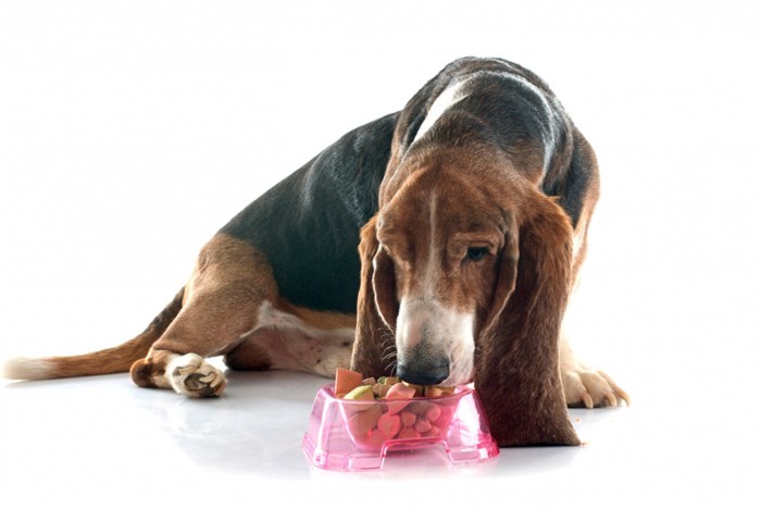 フードを食べる老犬