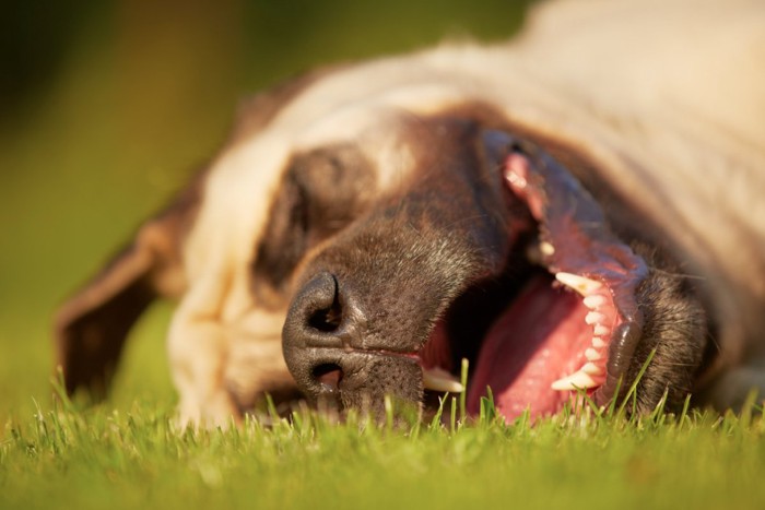 芝生の上で眠る犬