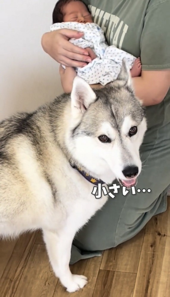 赤ちゃんのそばに立つ犬