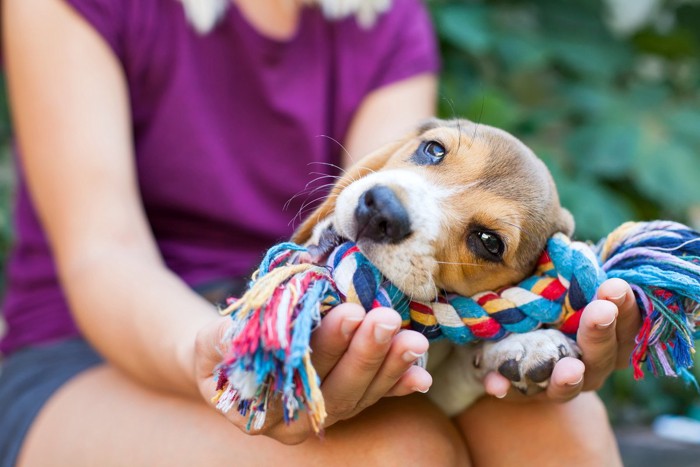 ロープで遊ぶ犬