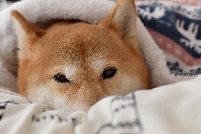毛布にくるまる犬