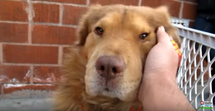 人の手に顔を寄せる犬