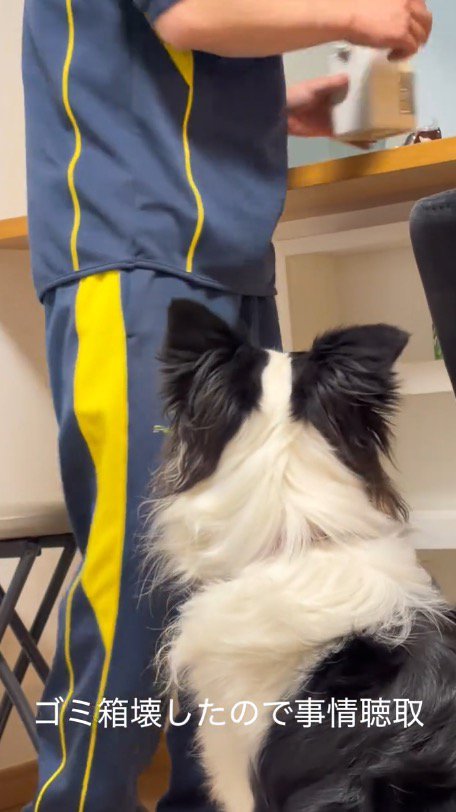 壊れたゴミ箱をかたづける男性の背中を見つめる犬