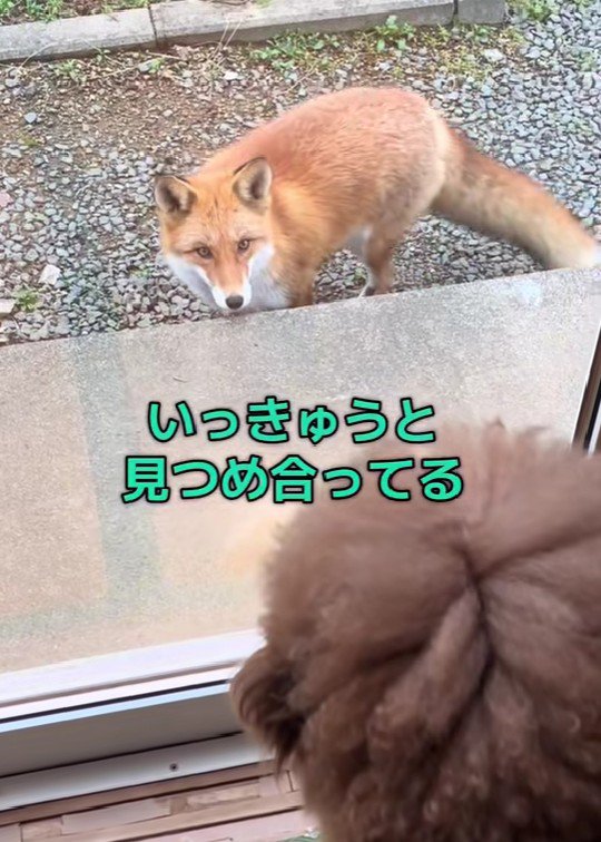 わんことキツネの初対面