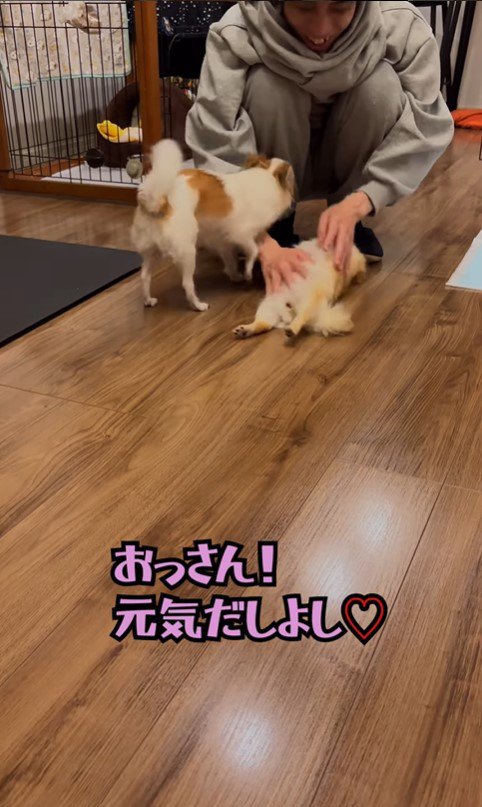 昭和のおじさんがワンコを飼ったら8