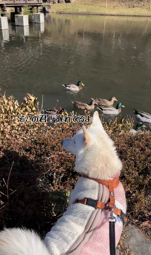 池の前で画面左側を見つめる犬の後ろ姿