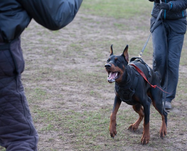 人に威嚇している犬