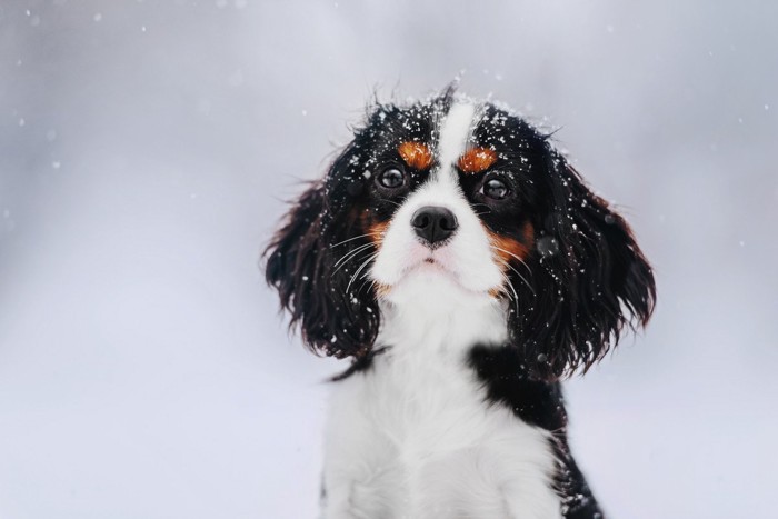 雪の中の犬