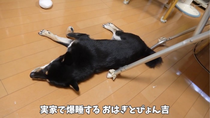 横向きで寝る犬