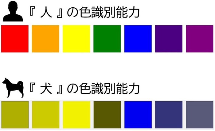 人と犬の色識別能力比較