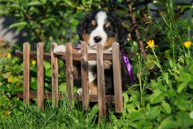 柵に前足を乗せる犬