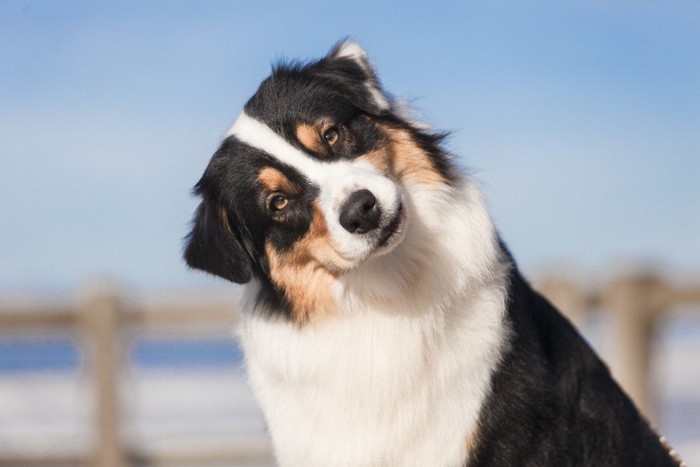 首をかしげている犬