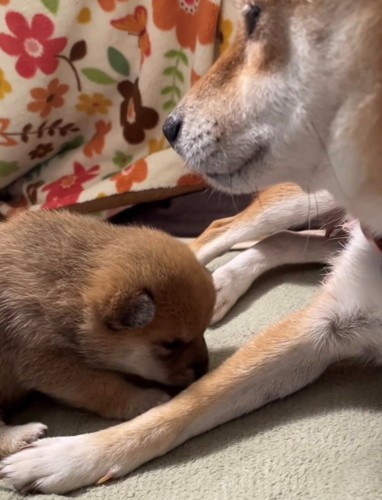 前足に顔をうずめる子犬