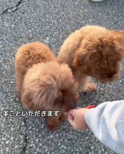 先輩の貫禄を見せたちょこちゃん