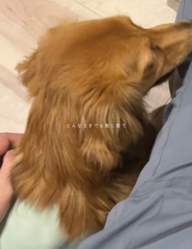 寄り添う犬と人の手