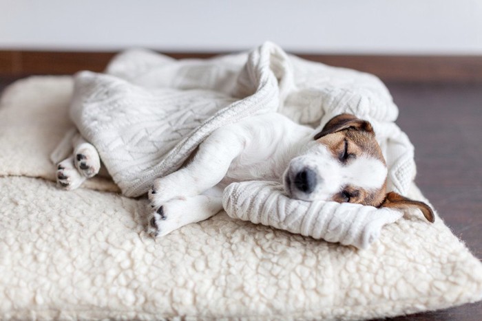 犬のベッドで寝ている子犬