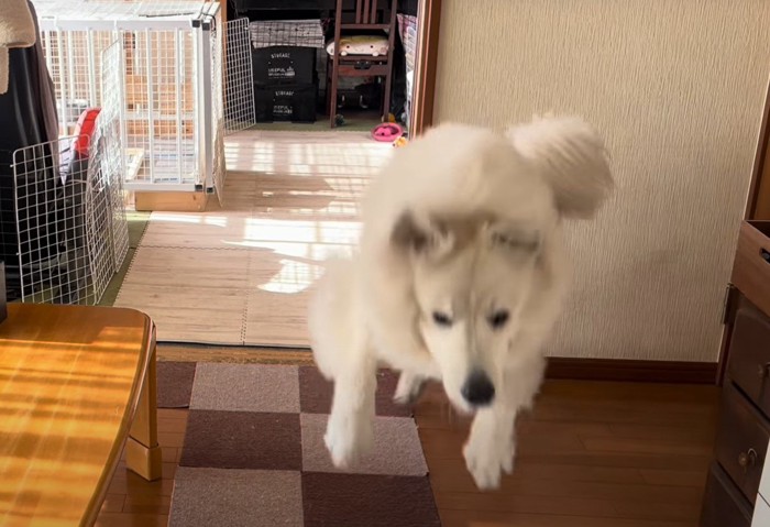 跳びはねる犬