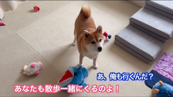 男性と女性のやり取りを見守る犬