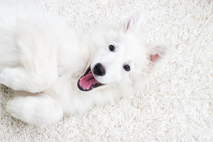 カーペットに仰向けで寝転がる嬉しそうな表情の犬