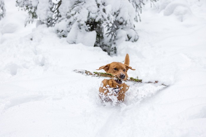 木の枝を持って走る犬