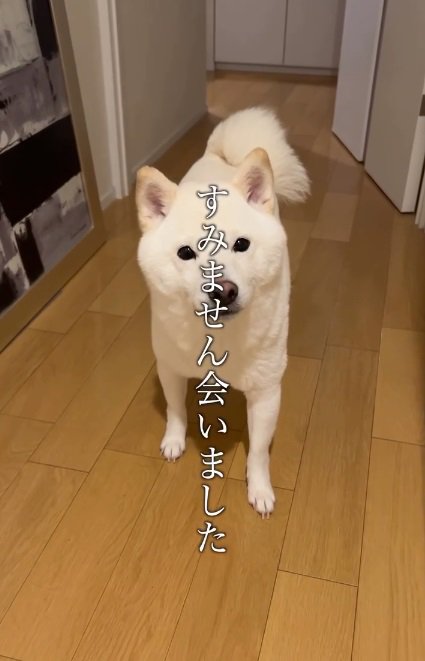 白状した飼い主さん