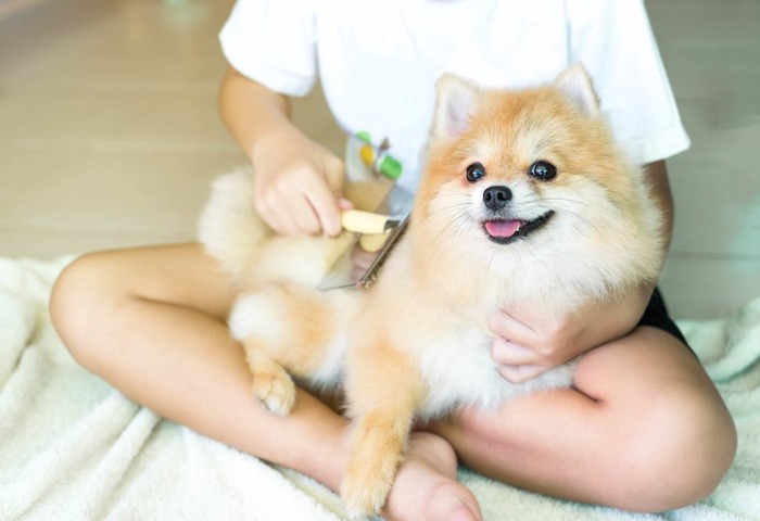 飼い主の膝の上でブラッシングしてもらうポメラニアン