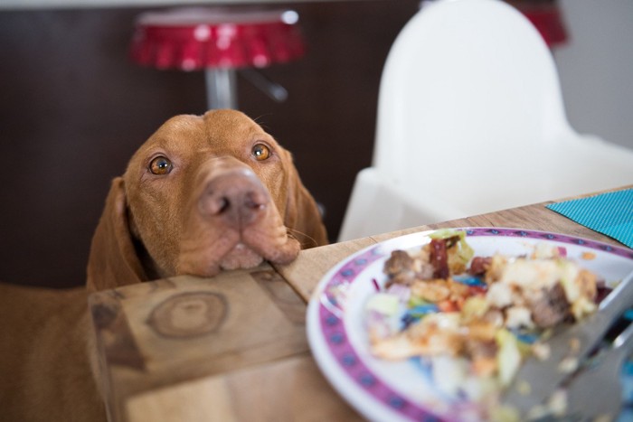 人の食事をじっと見つめている犬