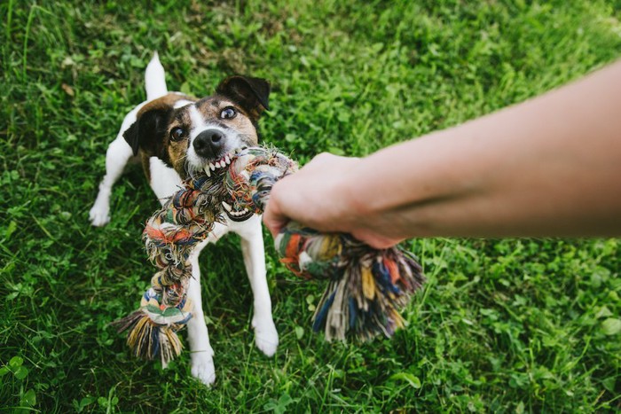 おもちゃを飼い主と引っ張りあいをする犬