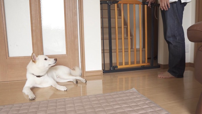 飼い主さんは2階へ
