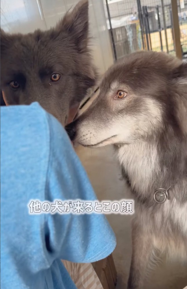 驚いた顔のウルフドッグ