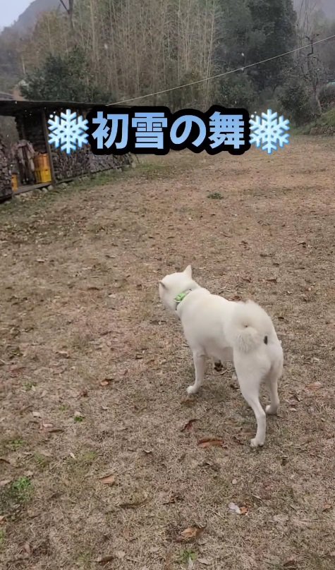 初雪が降った日は…